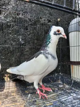 Merpati Blantong Sepasang