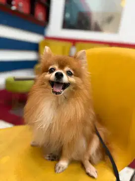 Anjing mini pom betina