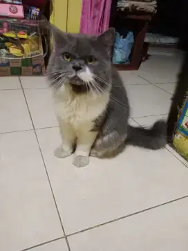 Kucing Persia Flatnose Bulu Kapas