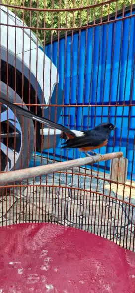 Burung Murai Batu Medan