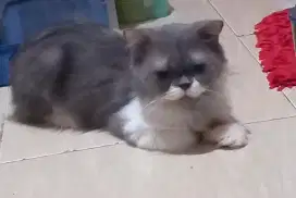 Kucing Persia jantan