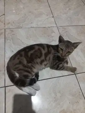 Kucing jantan lincah