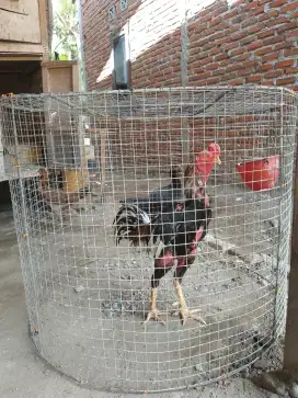 Songkok ayam Anti karat