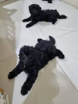 Anjing Maltipoo (Poodle x Maltese) Good Quality - Betina