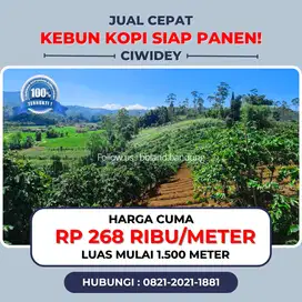 Jual kebun kopi murah di ciwidey
