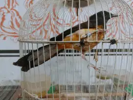 Murai Medan betina buat ternak