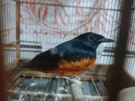Murai ekor hitam