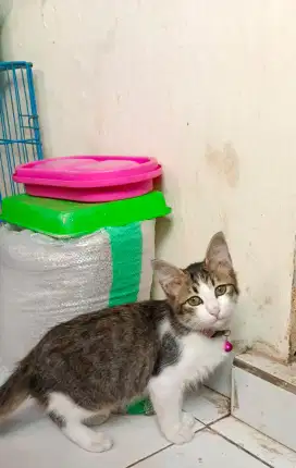 Adopt kucing betina 4 bulan