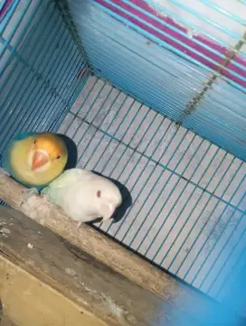 LOVEBIRD INDUKAN PB VIOLET X PF BLUE
