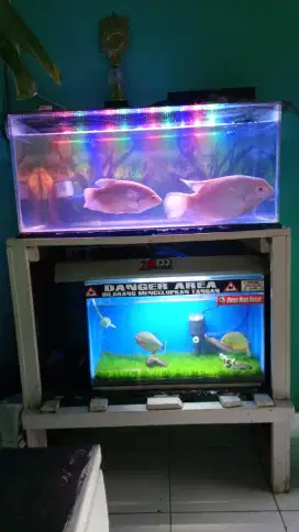 Aquarium ikan murah