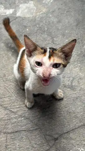 Free adopt kucing domestic