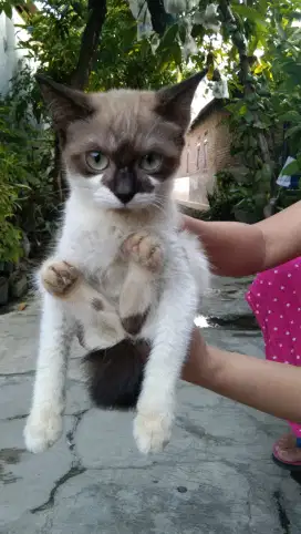 Kitten Mixdom (Snowshoe × Domestik)