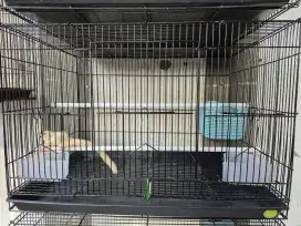 Jual Cepat Sugar Glider beserta kandang