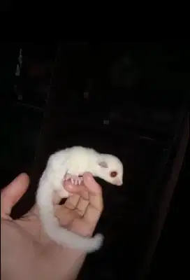 Sugar Glider Creamino