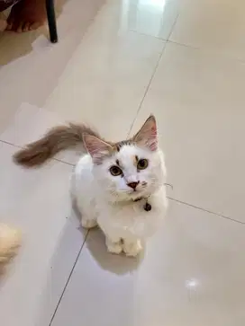 KUCING KITTEN ANGGORA