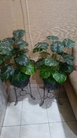 Dijual 2 Paket Pohon Hias Monstera Janda Bolong Pohon Hias Semi Latex
