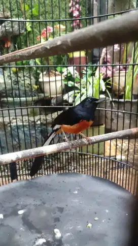 Muray batu prestasi