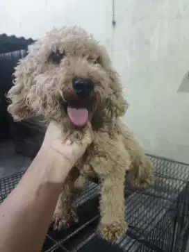 Corgi Poodle Mini Poodle