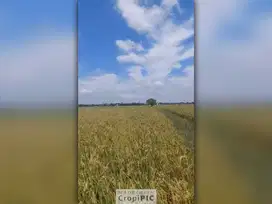 Dijual Tanah Sawah Luas 5000 Meter di Sukatani Banjarsari
