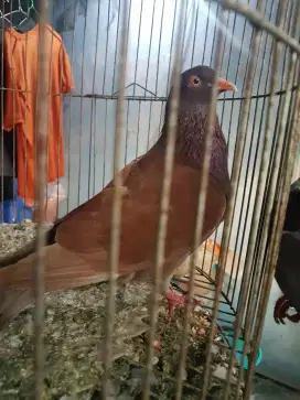 dara / merpati bujangan
