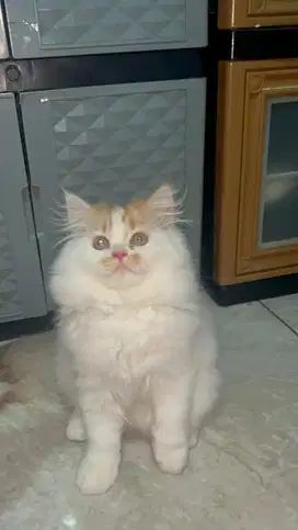 Kucing flatnose umur 3 bulan setengah nominus