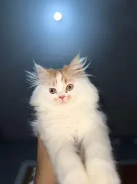 Kucing flatnoze umur 3 bulnan nominus