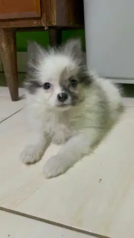 Anakan ras minipom