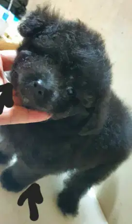 Anjing poddle poodle silver betina 2 bulan