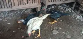 Anakan ayam pakhoi