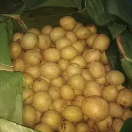 BUAH SAWO MATENG