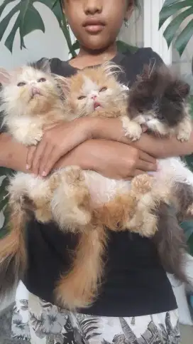 Kucing Persia peaknose super pesek longhair