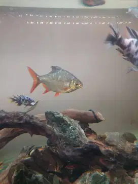 Ikan kaviat - ikan kaviat tank mate - ikan pembersih aquarim