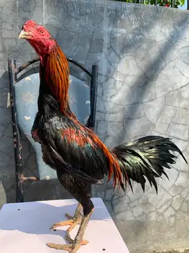 Ayam bangkok x mangon