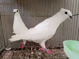 Merpati Jabun Putih