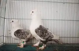 Merpati Blacklace Sepasang