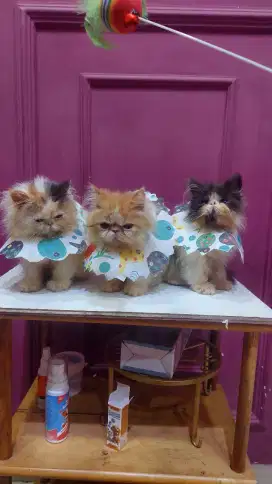Kucing persian peaknose exotic longhair