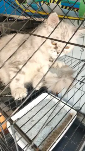 Lepas adop Kucing persia sepasang