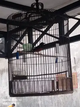 Jual burung Murai Batu Bahorok.