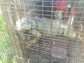 Iguana super usia 1 tahun