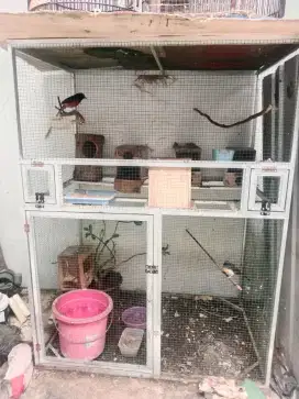Dijual murai betina