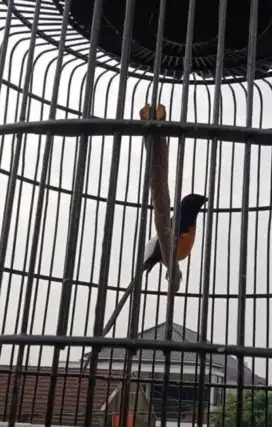 Burung murai medan gacor