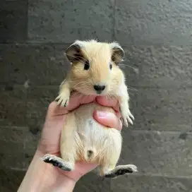 GUINEA PIG California / Tikus Belanda