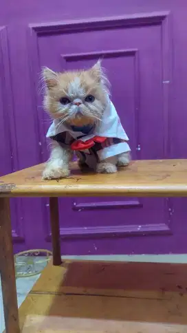 Kucing Persia peaknose super pesek longhair