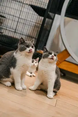 british short hair BSH ped wcf ica kitten