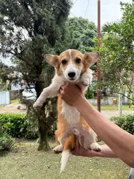 Anakan Corgi Semi Long Hair Jantan 6 Bulan—Lucu,Sehat, Stambum Lengkap