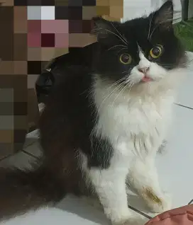 Lepas Adopsi Kucing Persia Ganti Pakan Saja