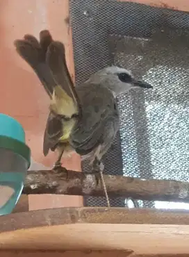 BURUNG TRUCUKAN ROUPLE GOYANG EKOR DISANGKAR LAYANG KOLEKSI ISTIMEWA