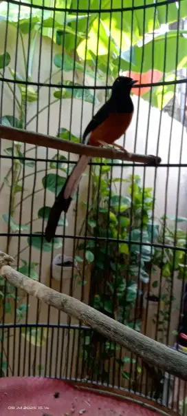 jual burung murai batu