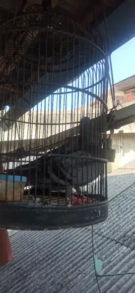 Burung dara sepasang
