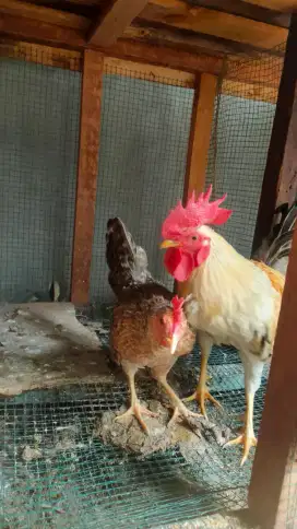 Ayam Kate sepasang